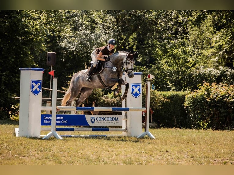 Hanoverian Mare 8 years 16,1 hh Gray in Warendorf