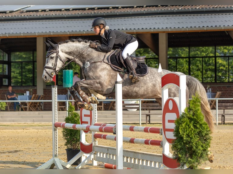 Hanoverian Mare 8 years 16,1 hh Gray in Warendorf