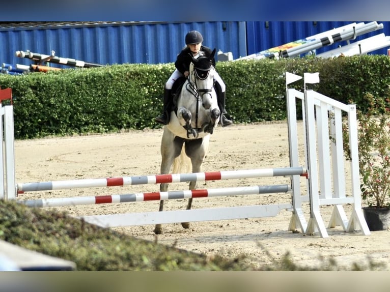 Hanoverian Mare 8 years 16,1 hh Grey-Dapple in Wachtberg