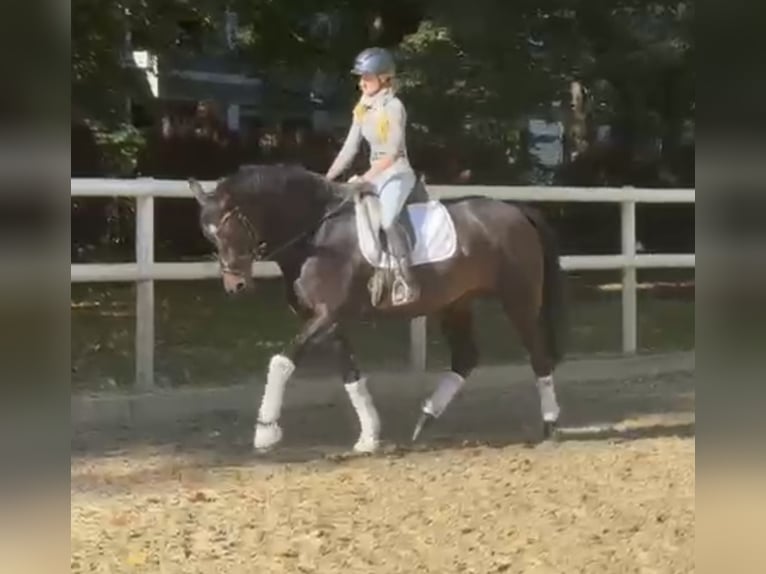 Hanoverian Mare 8 years 16,2 hh Bay-Dark in Hamm
