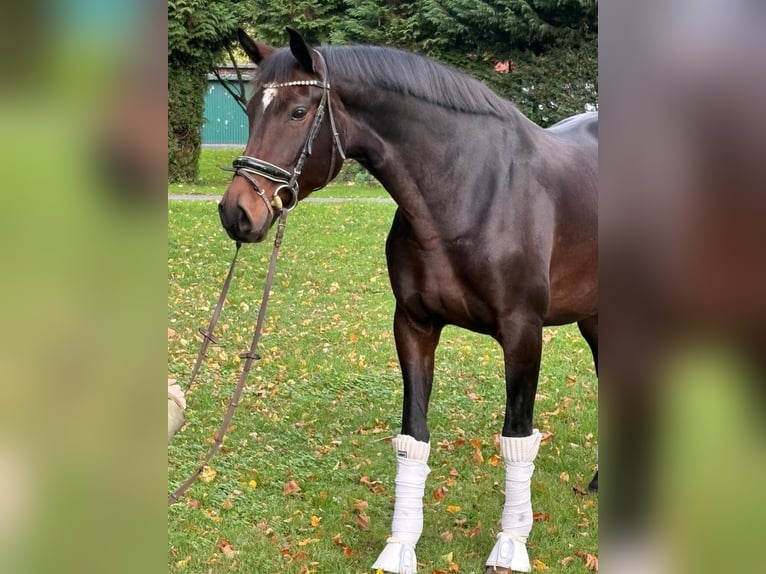 Hanoverian Mare 8 years 16,2 hh Bay-Dark in Hamm