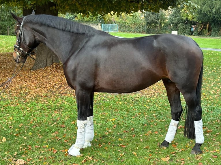 Hanoverian Mare 8 years 16,2 hh Bay-Dark in Hamm