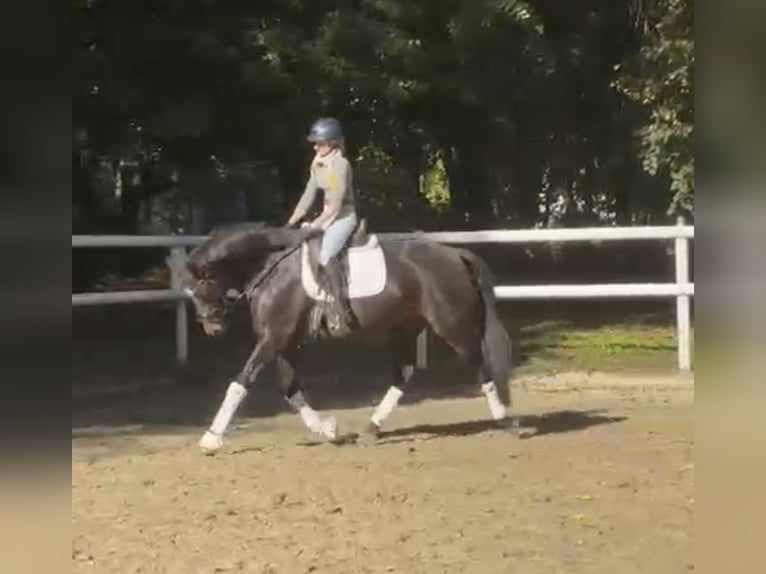 Hanoverian Mare 8 years 16,2 hh Bay-Dark in Hamm