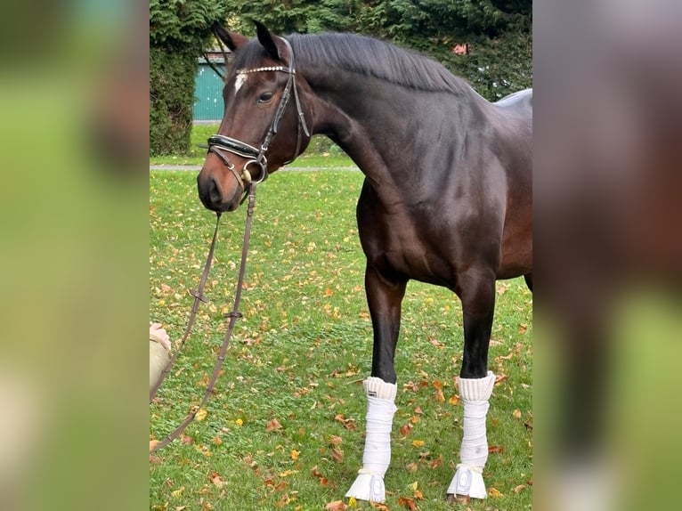 Hanoverian Mare 8 years 16,2 hh Bay-Dark in Hamm