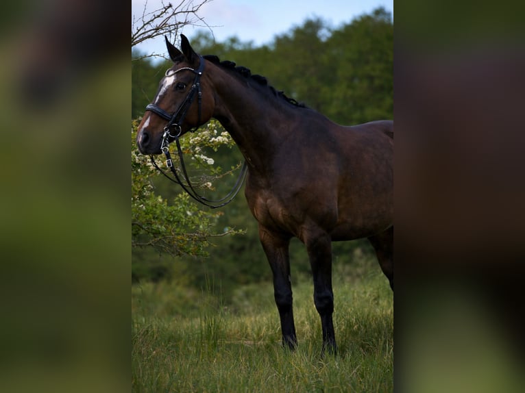 Hanoverian Mare 8 years 16,2 hh Bay-Dark in Eickhof