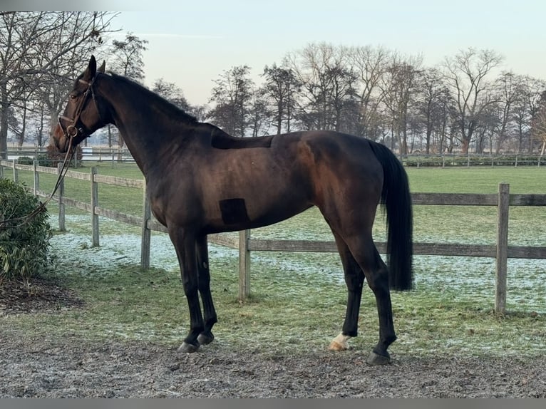 Hanoverian Mare 8 years 16,2 hh Bay-Dark in Bremen