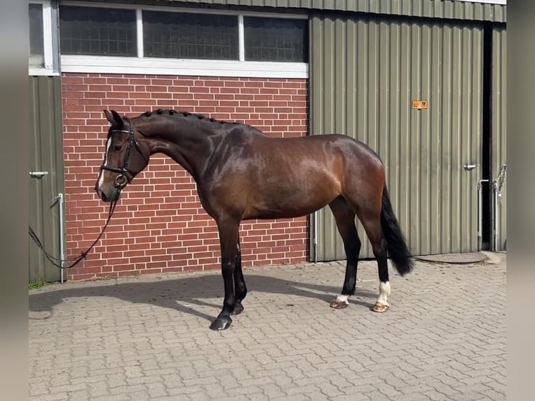 Hanoverian Mare 8 years 16,2 hh Bay-Dark in Siedenburg