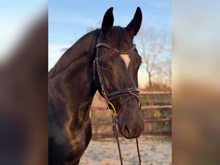 Hanoverian Mare 8 years 16,2 hh Black in Hamm