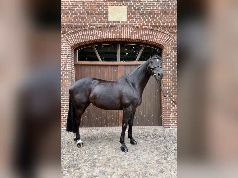 Hanoverian Mare 8 years 16,2 hh Black in Maasen