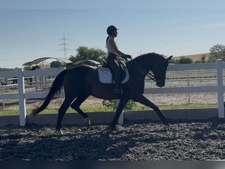 Hanoverian Mare 8 years 16,2 hh Brown in B&#xF6;rrstadt