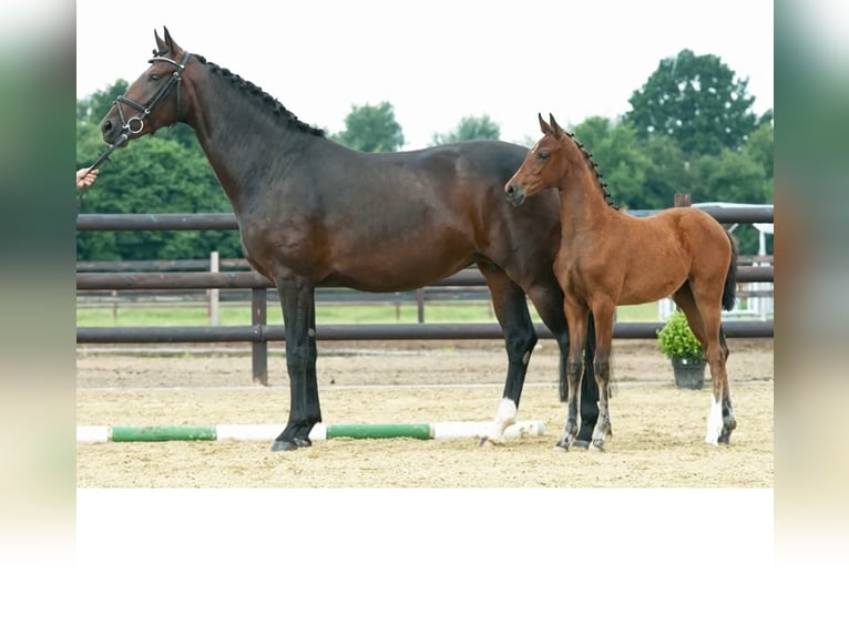 Hanoverian Mare 8 years 16,2 hh Brown in Moers
