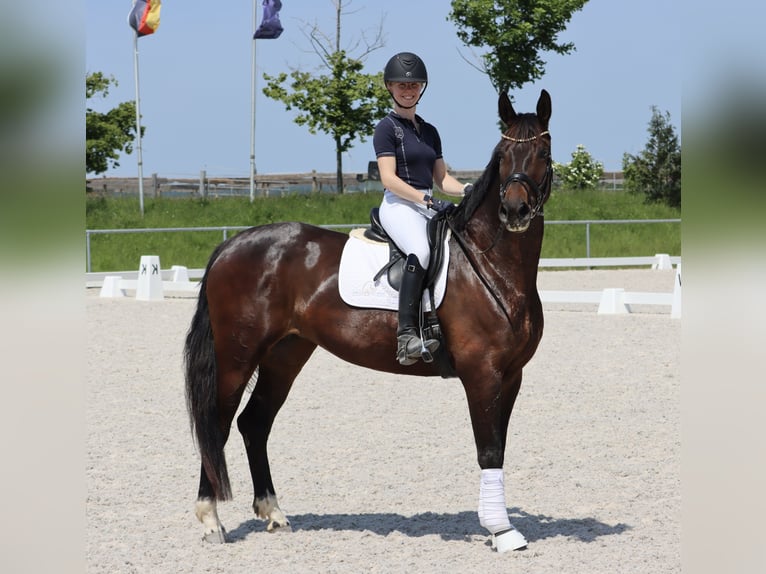 Hanoverian Mare 8 years 16,2 hh Brown in B&#xF6;rrstadt