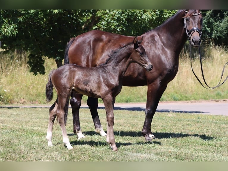 Hanoverian Mare 8 years 16,2 hh Brown in B&#xF6;rrstadt