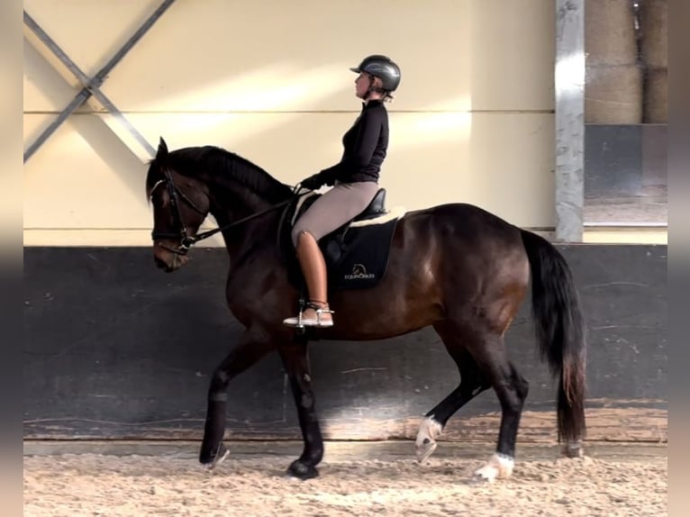 Hanoverian Mare 8 years 16,2 hh Brown in B&#xF6;rrstadt