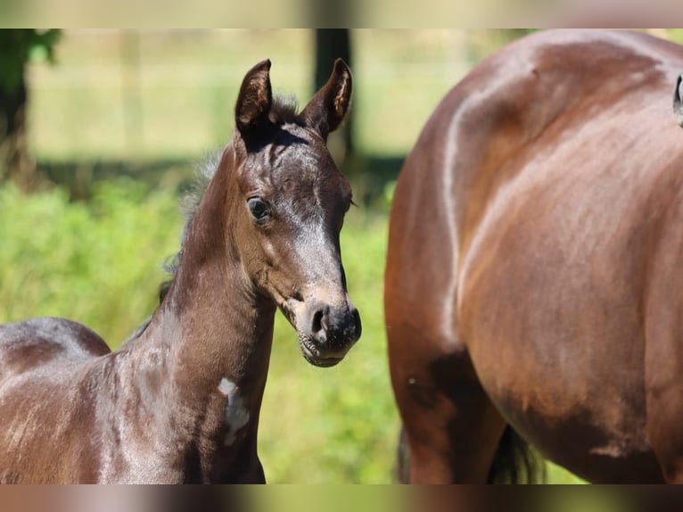 Hanoverian Mare 8 years 16,2 hh Brown in B&#xF6;rrstadt