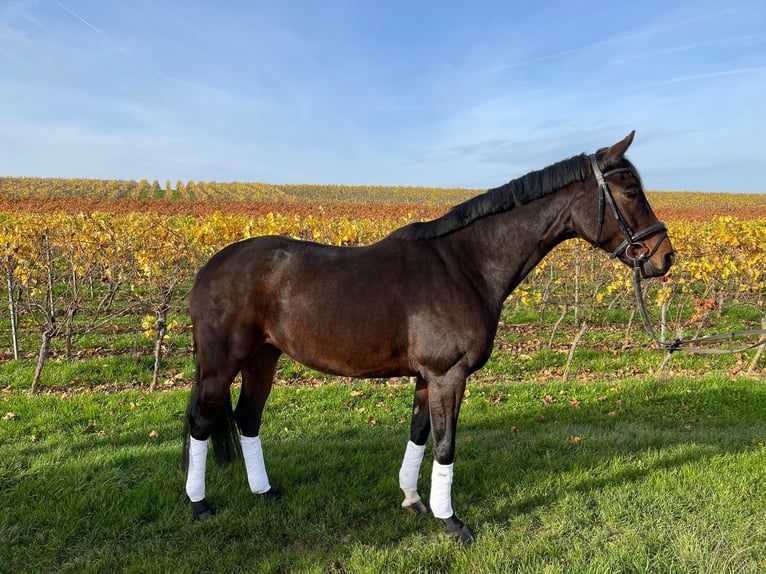 Hanoverian Mare 8 years 16,2 hh Brown in Stein-Bockenheim Hanoverian Mare 8 years 16,2 hh Brown in Stein-Bockenheim