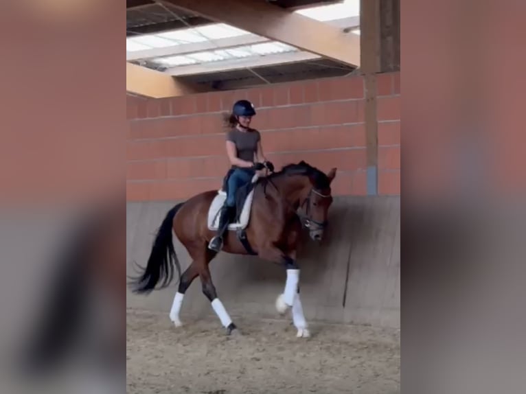 Hanoverian Mare 8 years 16,2 hh Brown in Hamm