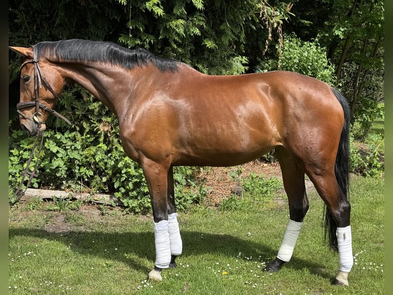 Hanoverian Mare 8 years 16,2 hh Brown in Hamm