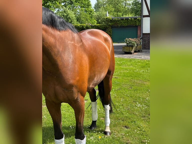 Hanoverian Mare 8 years 16,2 hh Brown in Hamm
