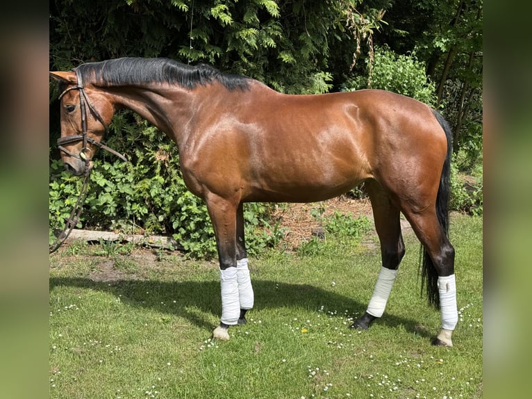 Hanoverian Mare 8 years 16,2 hh Brown in Hamm