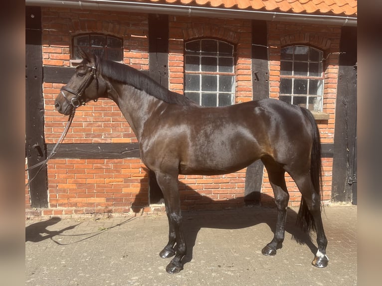 Hanoverian Mare 8 years 16,2 hh Brown in B&#xFC;cken