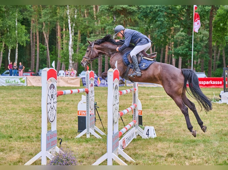 Hanoverian Mare 8 years 16,2 hh Brown in B&#xFC;cken