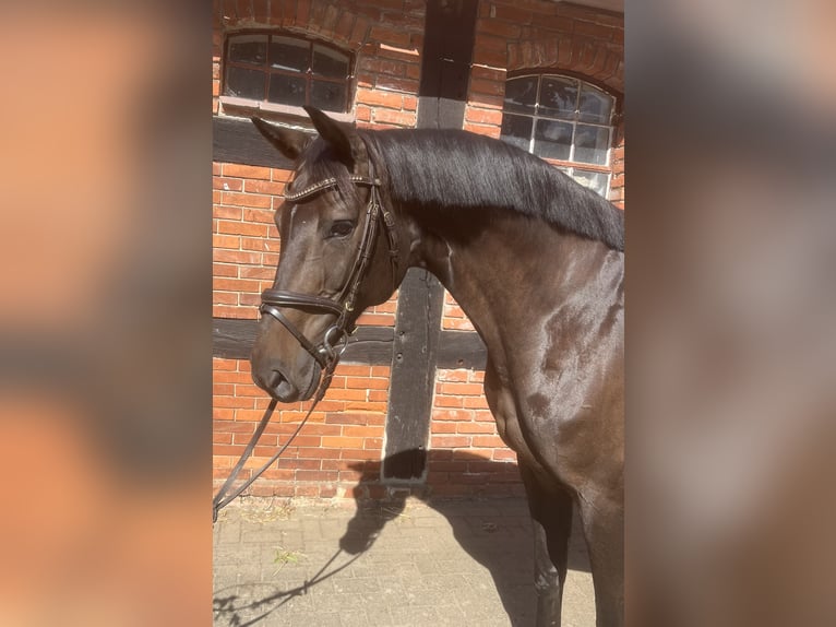 Hanoverian Mare 8 years 16,2 hh Brown in B&#xFC;cken