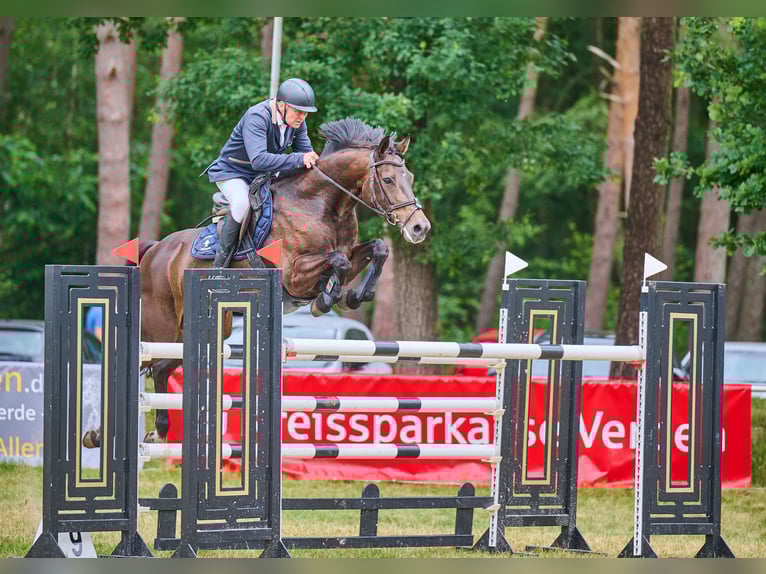 Hanoverian Mare 8 years 16,2 hh Brown in B&#xFC;cken