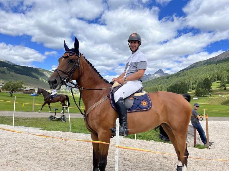 Hanoverian Mare 8 years 16,2 hh Brown in F&#xFC;llinsdorf