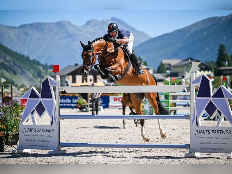 Hanoverian Mare 8 years 16,2 hh Brown in F&#xFC;llinsdorf