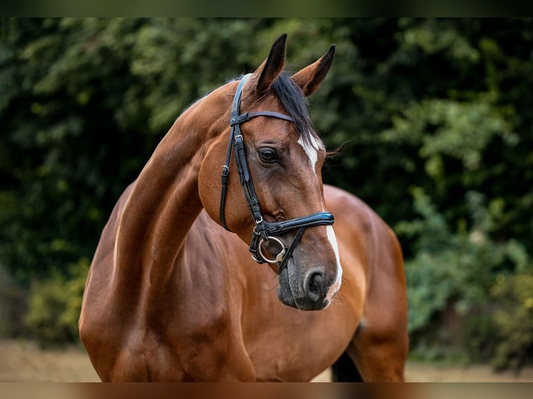 Hanoverian Mare 8 years 16,2 hh Brown in Riedstadt