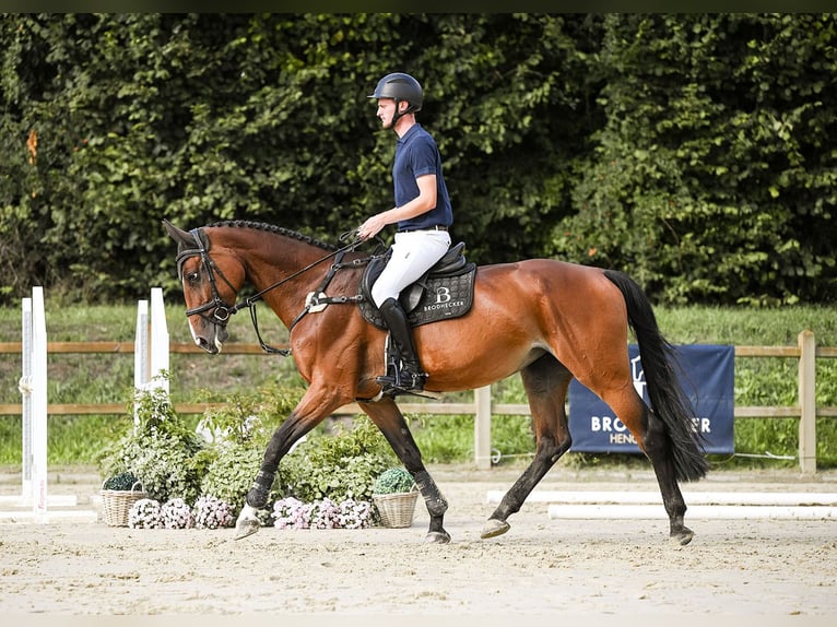 Hanoverian Mare 8 years 16,2 hh Brown in Riedstadt