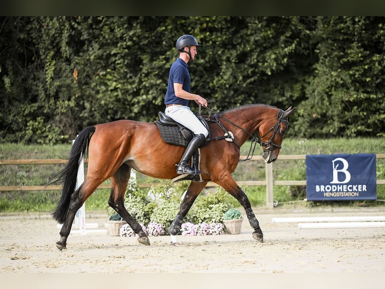 Hanoverian Mare 8 years 16,2 hh Brown in Riedstadt