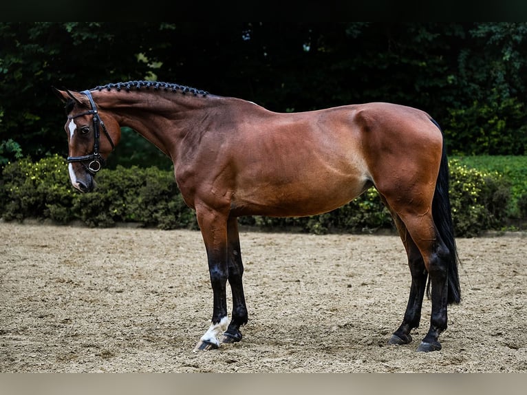 Hanoverian Mare 8 years 16,2 hh Brown in Riedstadt