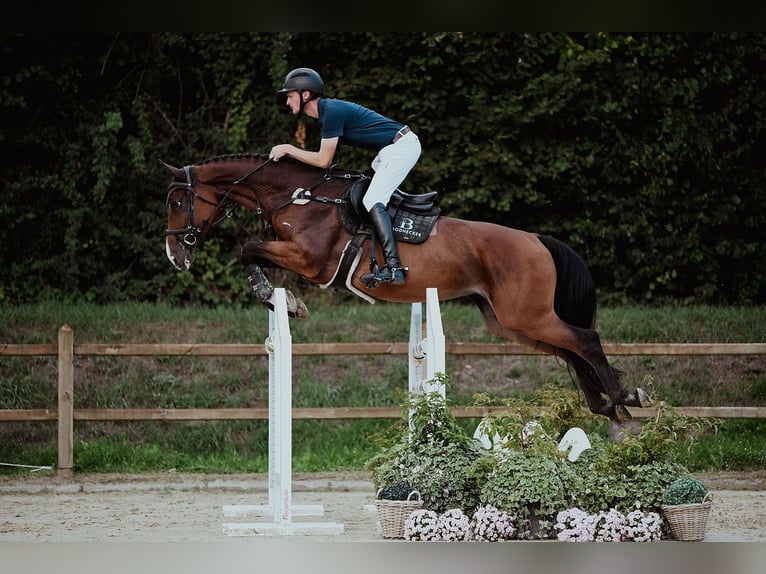 Hanoverian Mare 8 years 16,2 hh Brown in Riedstadt
