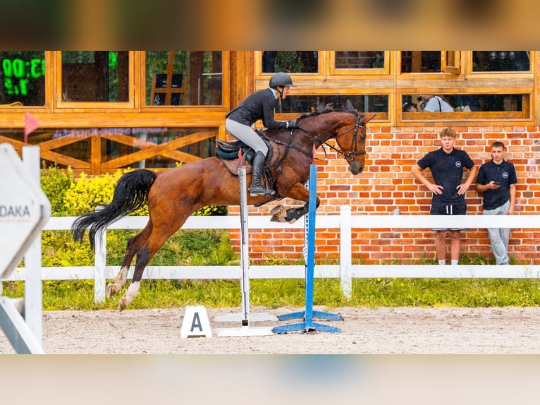 Hanoverian Mare 8 years 16,2 hh Brown in Stryk&#xF3;w