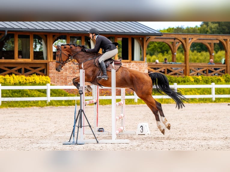 Hanoverian Mare 8 years 16,2 hh Brown in Stryk&#xF3;w