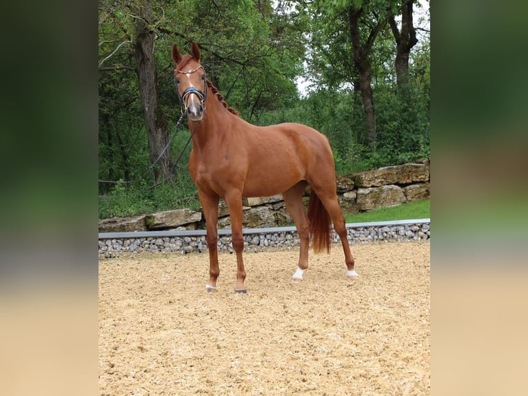 Hanoverian Mare 8 years 16,2 hh Chestnut-Red in Dallgow-D&#xF6;beritz