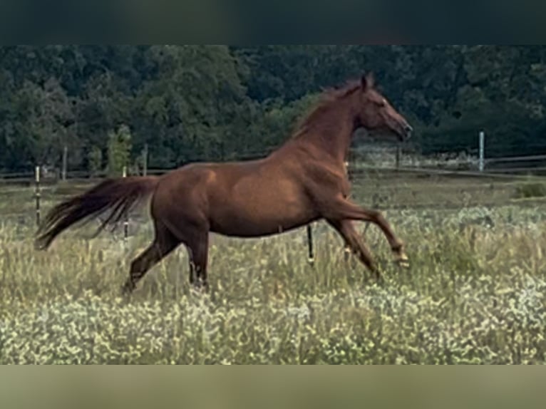 Hanoverian Mare 8 years 16,2 hh Chestnut-Red in Dallgow-D&#xF6;beritz
