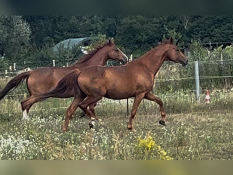 Hanoverian Mare 8 years 16,2 hh Chestnut-Red in Dallgow-D&#xF6;beritz