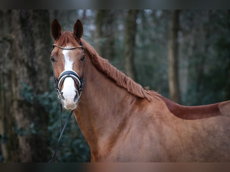Hanoverian Mare 8 years 16,2 hh Chestnut-Red in Wuppertal