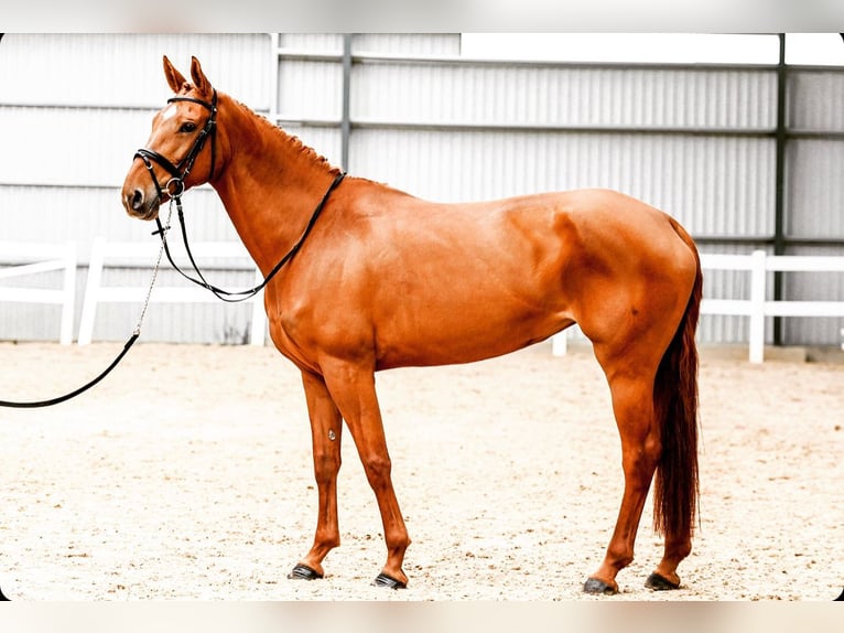 Hanoverian Mare 8 years 16,2 hh Chestnut-Red in Pori