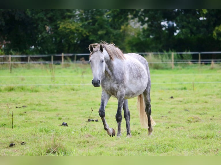 Hanoverian Mare 8 years 16,2 hh Grey-Dapple in Glandorf