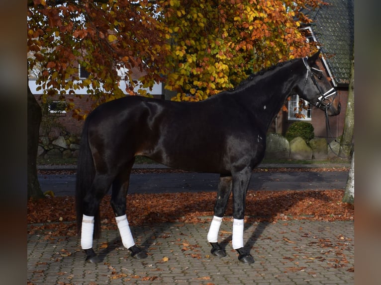 Hanoverian Mare 8 years 16,2 hh Smoky-Black in Fredenbeck