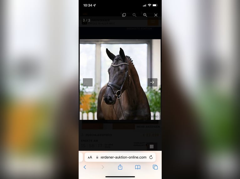 Hanoverian Mare 8 years 16,3 hh Black in Übach-Palenberg