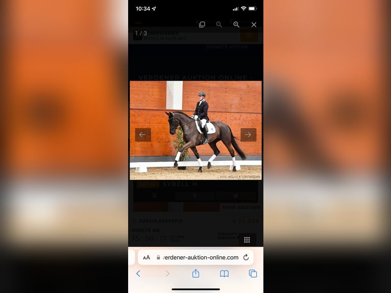 Hanoverian Mare 8 years 16,3 hh Black in Übach-Palenberg