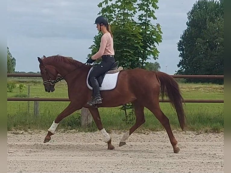 Hanoverian Mare 8 years 16,3 hh Chestnut-Red in Tiddische