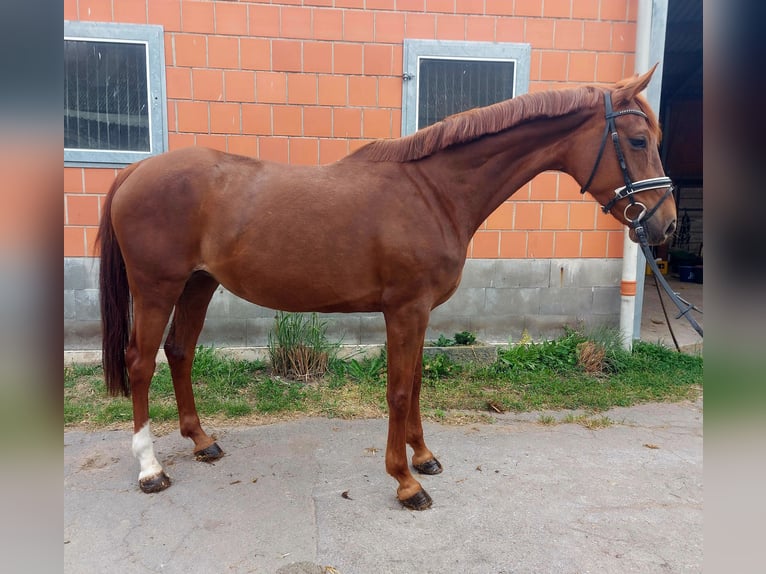 Hanoverian Mare 8 years 16,3 hh Chestnut-Red in Tiddische