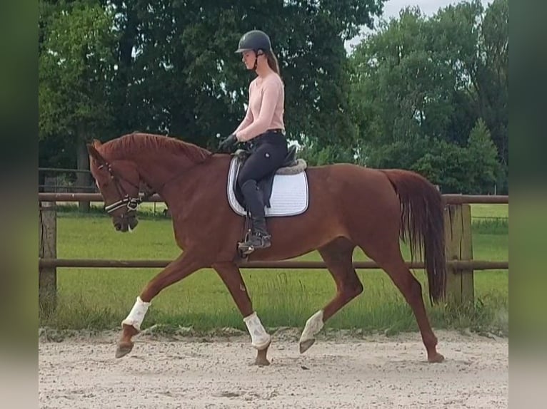 Hanoverian Mare 8 years 16,3 hh Chestnut-Red in Tiddische