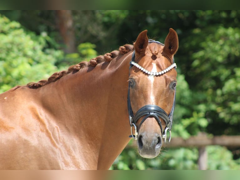 Hanoverian Mare 8 years 16,3 hh Chestnut-Red in Griesheim